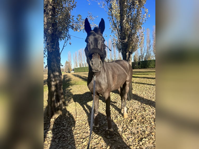 Hannover Giumenta 16 Anni 170 cm Morello in Lodi