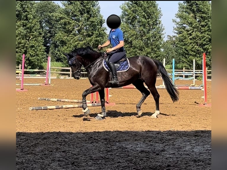 Hannover Giumenta 16 Anni 170 cm Morello in Lodi