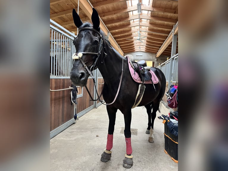 Hannover Giumenta 16 Anni 170 cm Morello in Lodi