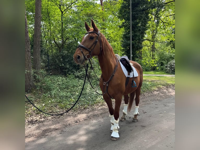 Hannover Giumenta 16 Anni 171 cm Sauro in Celle