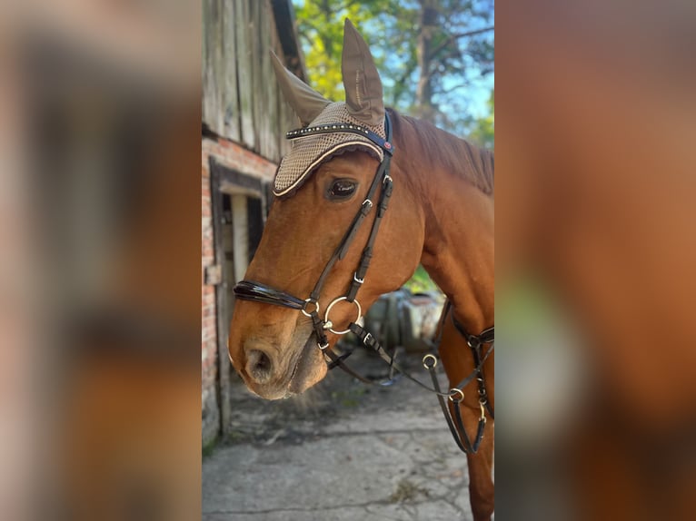 Hannover Giumenta 16 Anni 171 cm Sauro in Celle