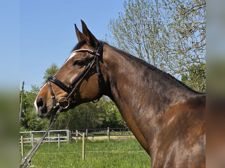 Hannover Giumenta 16 Anni 172 cm Baio scuro in Wachtendonk