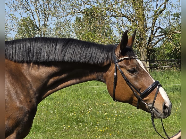 Hannover Giumenta 16 Anni 172 cm Baio scuro in Wachtendonk