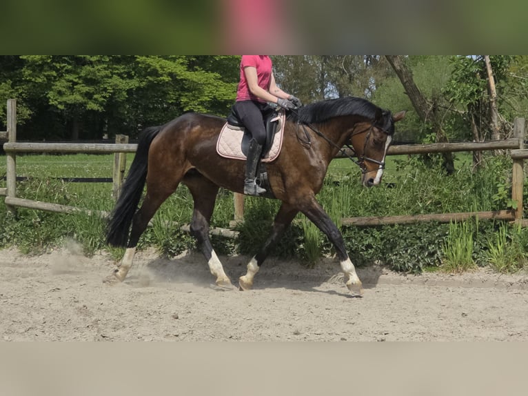 Hannover Giumenta 16 Anni 172 cm Baio scuro in Wachtendonk