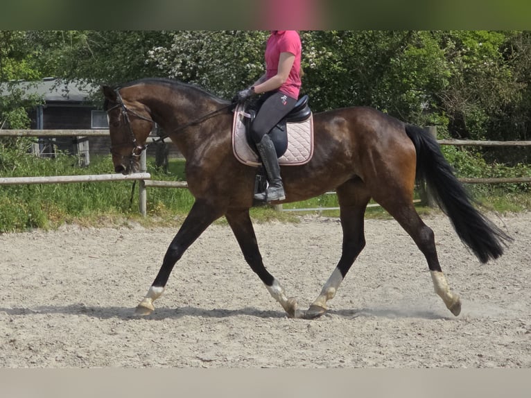 Hannover Giumenta 16 Anni 172 cm Baio scuro in Wachtendonk