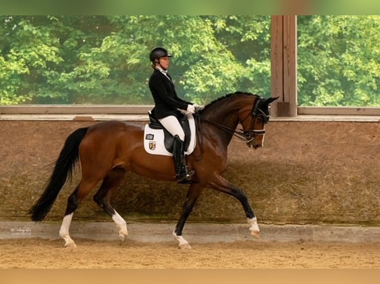 Hannover Giumenta 16 Anni 172 cm Baio scuro in Kumhausen