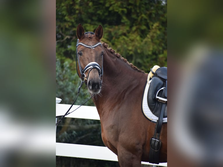Hannover Giumenta 16 Anni 172 cm Sauro scuro in Dätgen