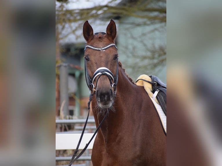 Hannover Giumenta 16 Anni 172 cm Sauro scuro in Dätgen