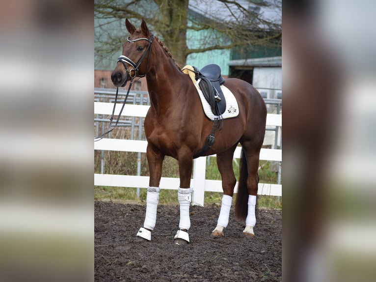 Hannover Giumenta 16 Anni 172 cm Sauro scuro in Dätgen