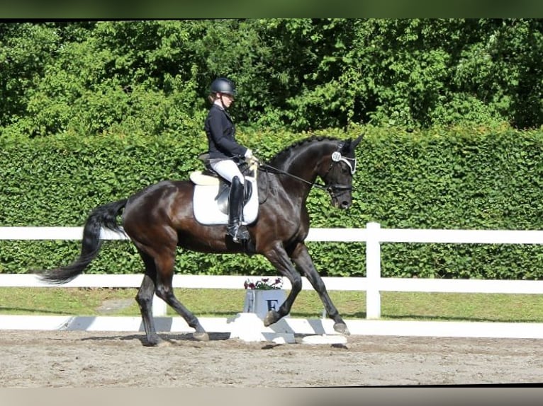Hannover Giumenta 16 Anni 173 cm Morello in Hemsbach