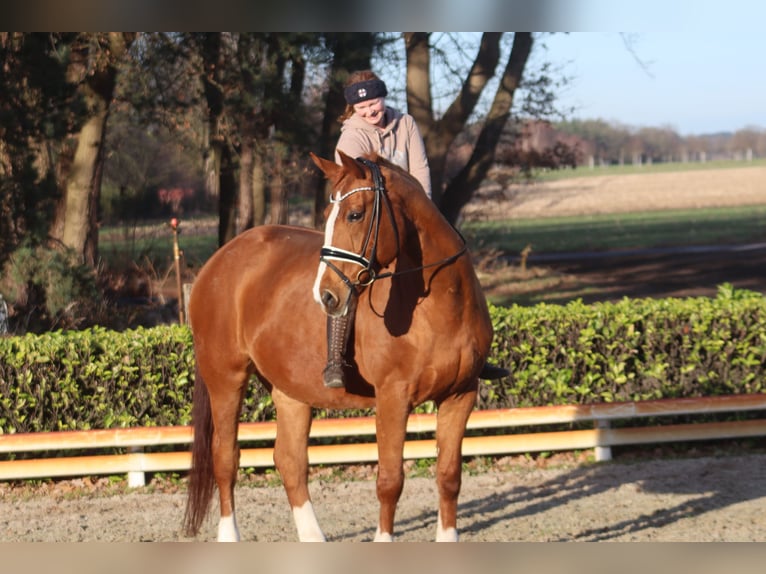 Hannover Giumenta 16 Anni 173 cm Sauro in Reeßum