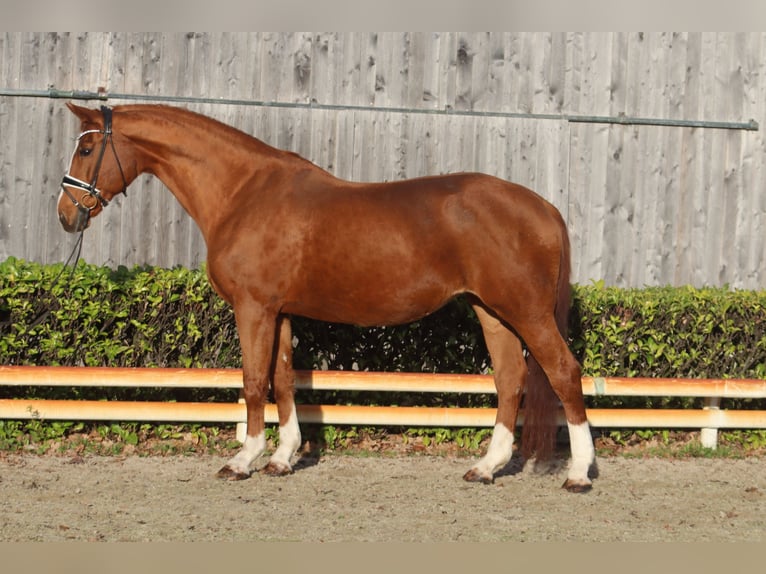 Hannover Giumenta 16 Anni 173 cm Sauro in Reeßum