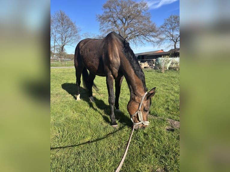 Hannover Giumenta 16 Anni 174 cm Baio in Lamstedt