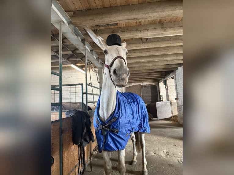 Hannover Giumenta 16 Anni 183 cm Grigio pezzato in Berlin