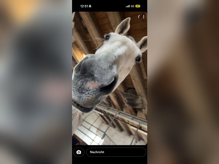 Hannover Giumenta 16 Anni 183 cm Grigio pezzato in Berlin