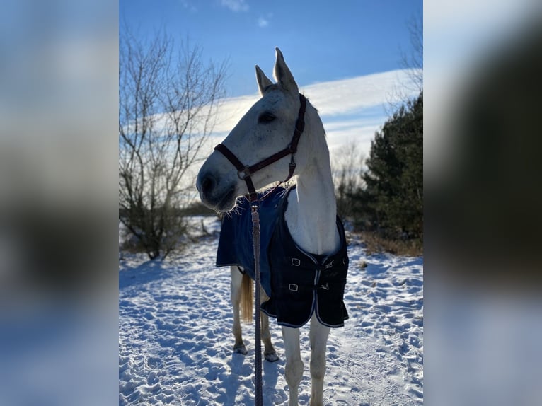 Hannover Giumenta 16 Anni 183 cm Grigio pezzato in Berlin