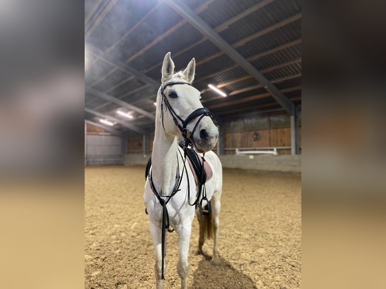 Hannover Giumenta 16 Anni 183 cm Grigio pezzato in Berlin