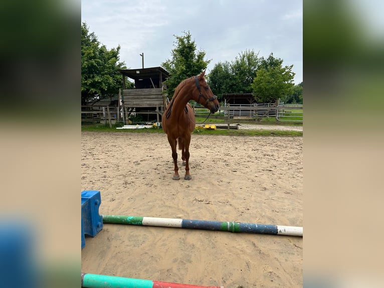 Hannover Giumenta 17 Anni 158 cm Sauro in Mettingen