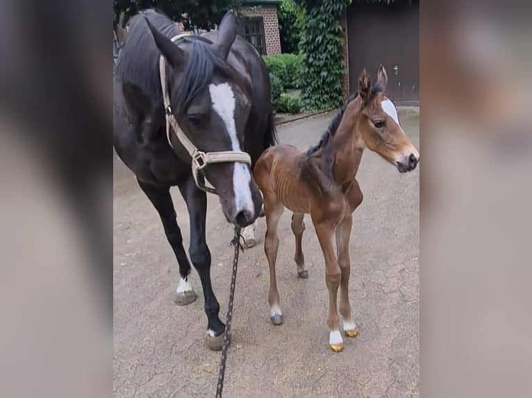 Hannover Giumenta 17 Anni 163 cm Morello in Vordorf