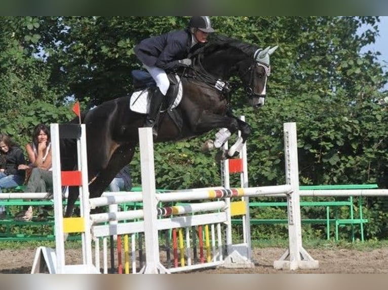 Hannover Giumenta 17 Anni 163 cm Morello in Vordorf