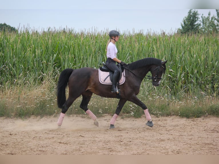 Hannover Giumenta 17 Anni 163 cm Morello in Vordorf