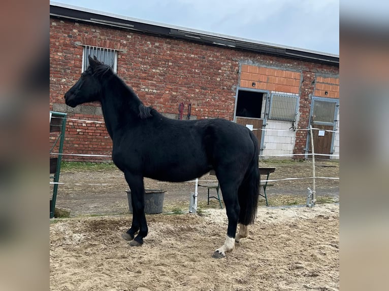 Hannover Giumenta 17 Anni 164 cm Morello in M&#xF6;llendorfMansfeld