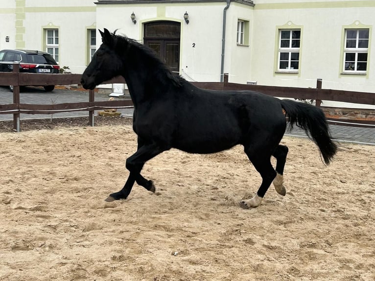 Hannover Giumenta 17 Anni 164 cm Morello in M&#xF6;llendorfMansfeld