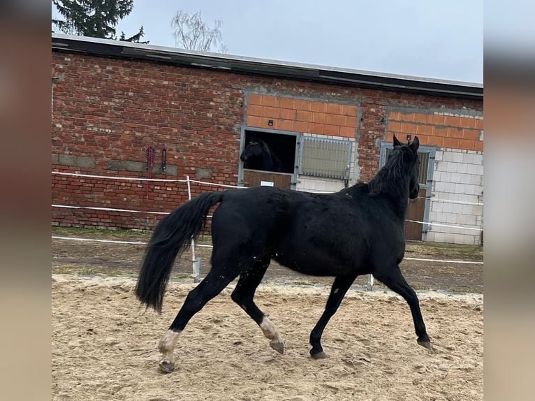 Hannover Giumenta 17 Anni 164 cm Morello in M&#xF6;llendorfMansfeld