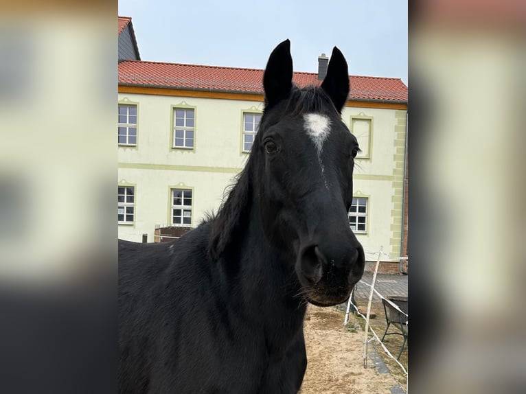 Hannover Giumenta 17 Anni 164 cm Morello in M&#xF6;llendorfMansfeld