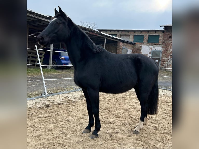 Hannover Giumenta 17 Anni 164 cm Morello in M&#xF6;llendorfMansfeld