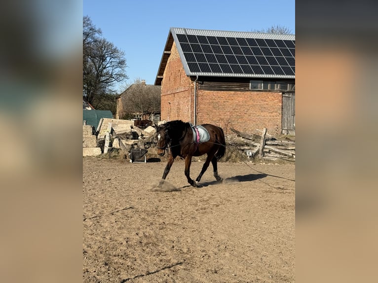 Hannover Giumenta 17 Anni 164 cm Sauro in Feldberger Seenlandschaft