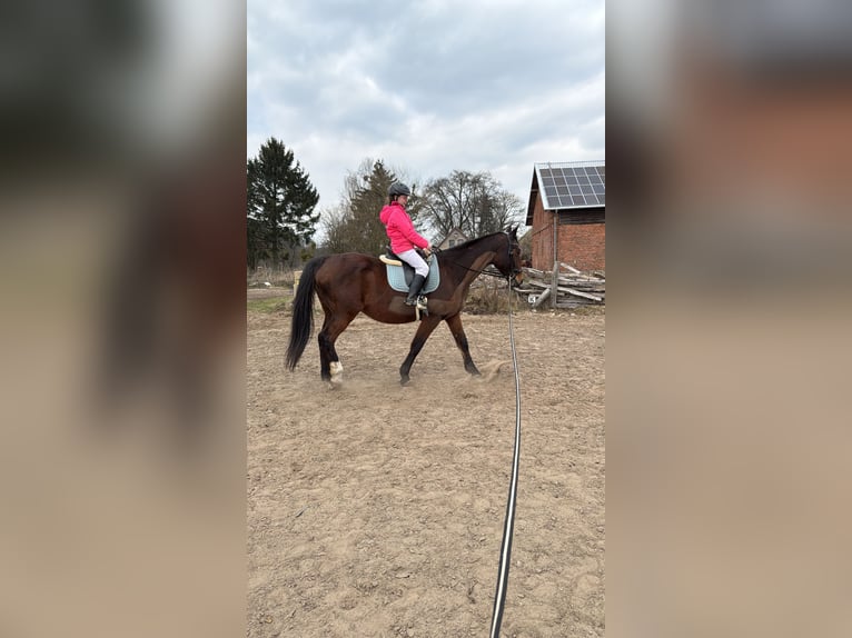 Hannover Giumenta 17 Anni 164 cm Sauro in Feldberger Seenlandschaft