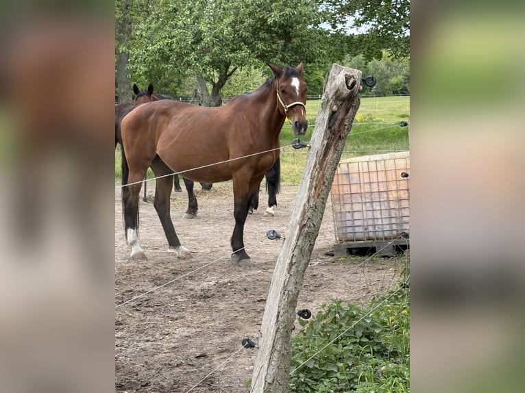 Hannover Giumenta 17 Anni 164 cm Sauro in Feldberger Seenlandschaft