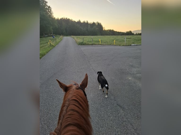 Hannover Giumenta 17 Anni 165 cm Sauro in Waldkirch