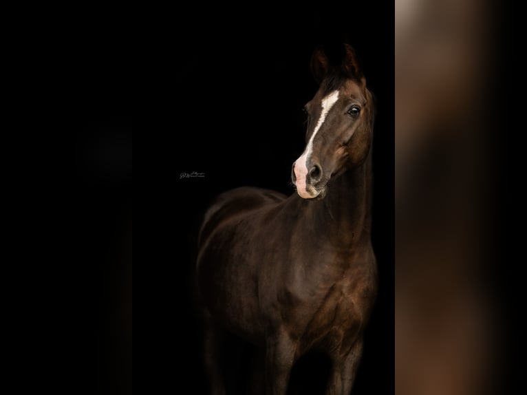 Hannover Giumenta 17 Anni 165 cm Sauro scuro in Bad Pyrmont