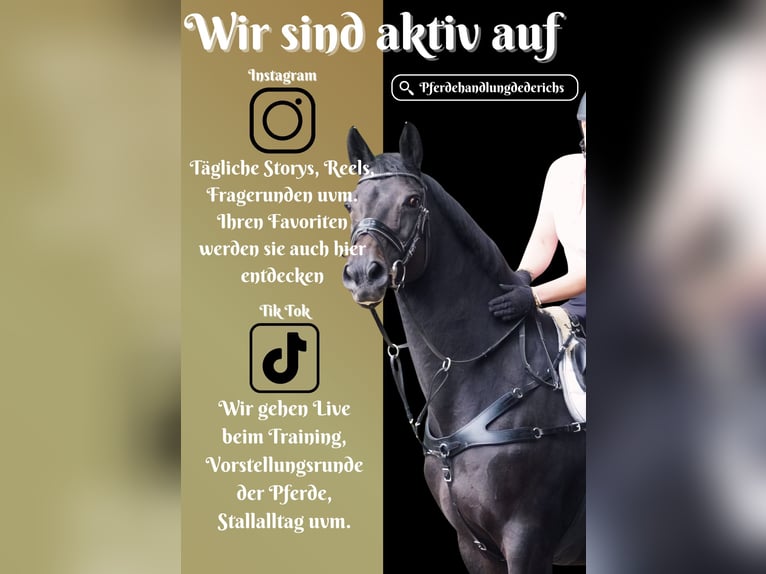 Hannover Giumenta 17 Anni 167 cm Baio nero in Nettersheim