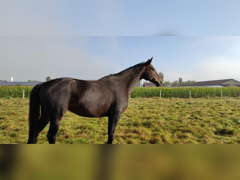 Hannover Giumenta 17 Anni 168 cm Baio in Illertissen