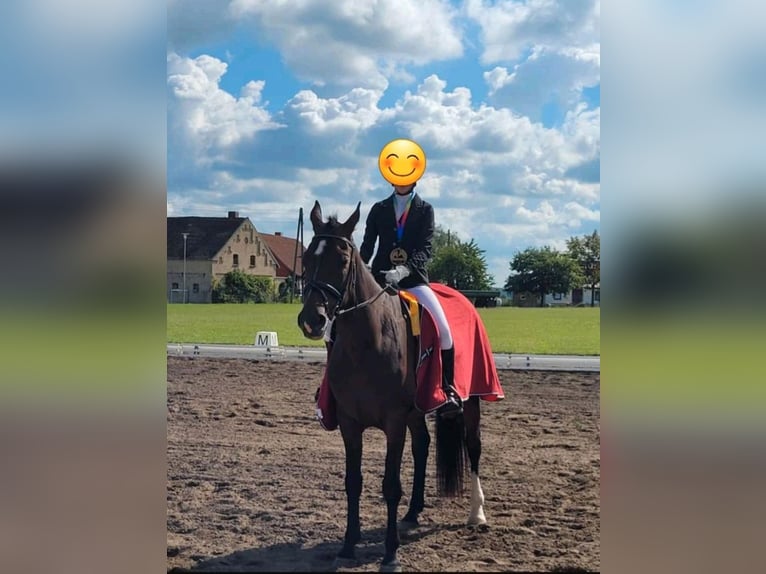 Hannover Giumenta 17 Anni 168 cm Baio scuro in Tangeln