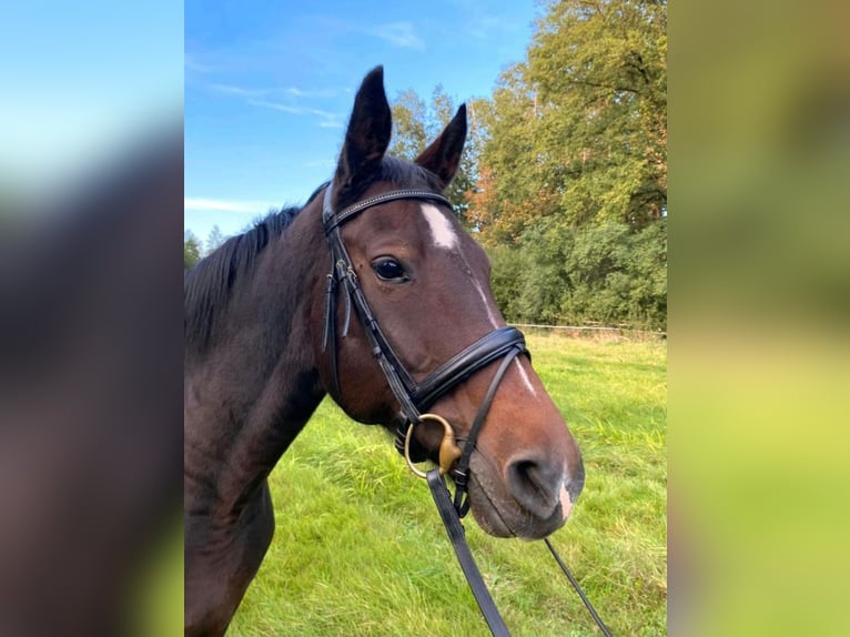 Hannover Giumenta 17 Anni 168 cm Baio scuro in Tangeln