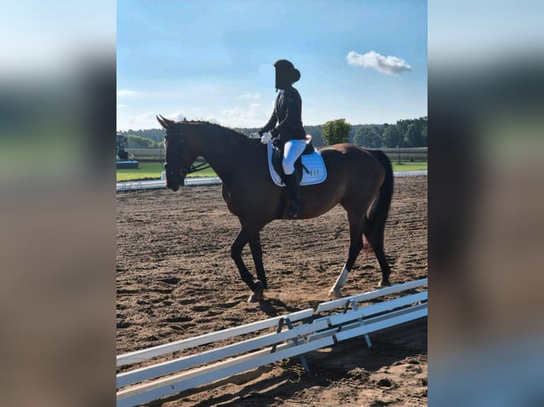 Hannover Giumenta 17 Anni 168 cm Baio scuro in Tangeln