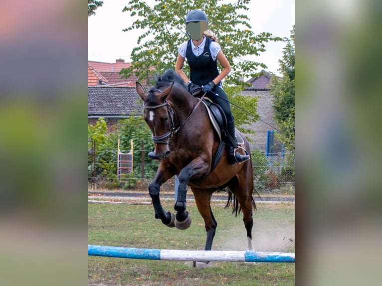 Hannover Giumenta 17 Anni 168 cm Baio scuro in Tangeln