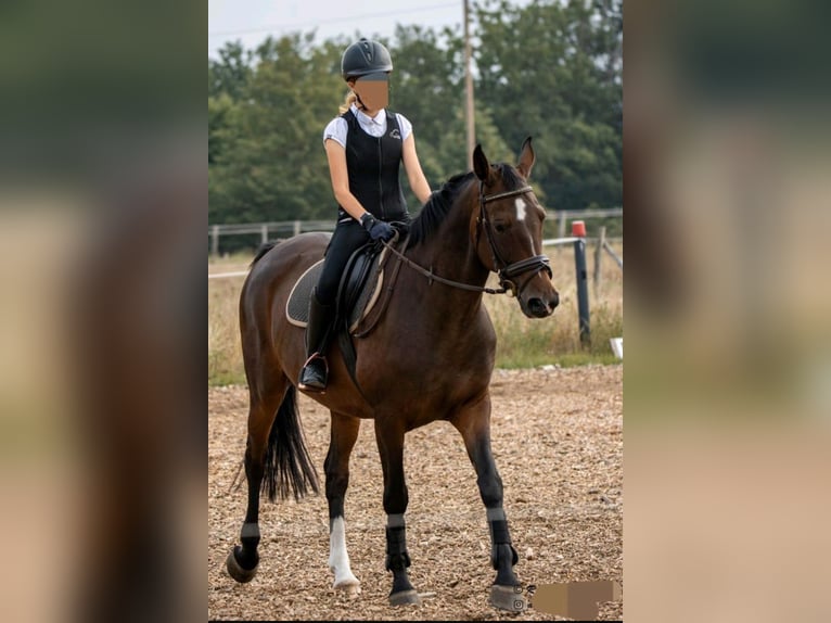 Hannover Giumenta 17 Anni 168 cm Baio scuro in Tangeln