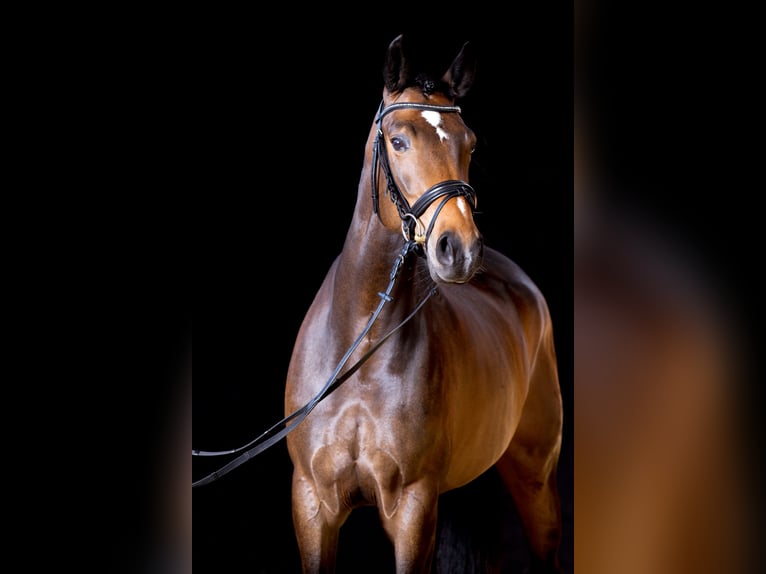 Hannover Giumenta 17 Anni 169 cm Baio in Düren