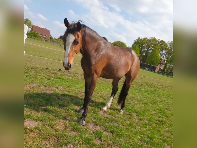 Hannover Giumenta 17 Anni 169 cm Baio scuro in Mesum