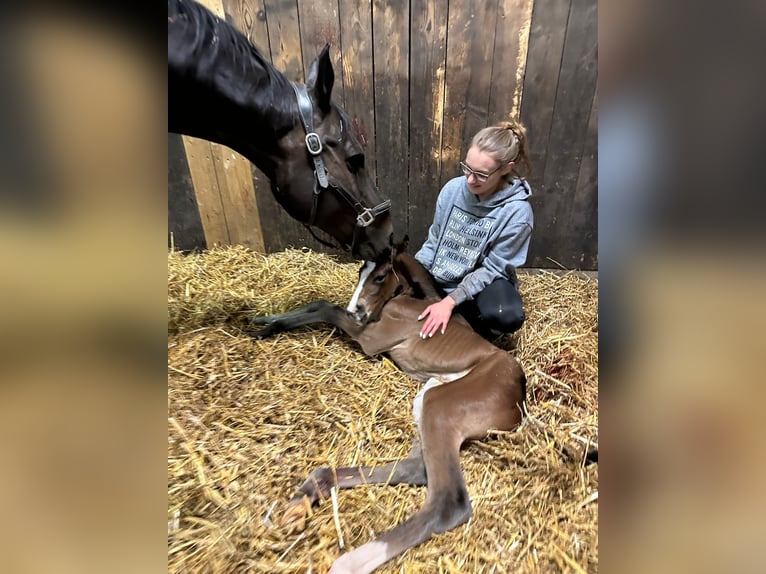 Hannover Giumenta 17 Anni 169 cm Baio scuro in Mesum