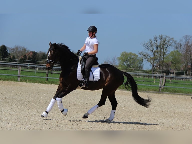 Hannover Giumenta 17 Anni 169 cm Baio scuro in Mesum