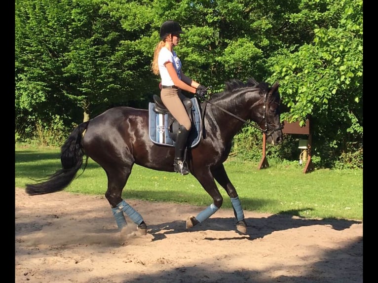 Hannover Giumenta 17 Anni 169 cm Morello in Wedel