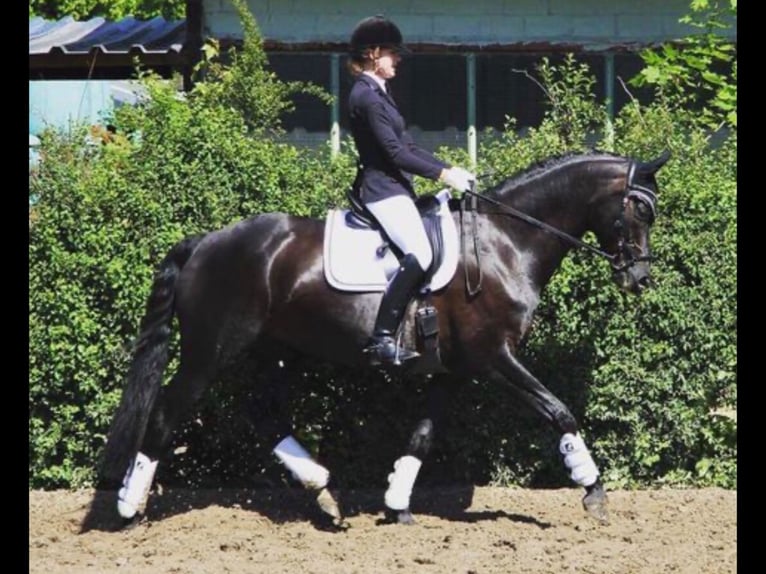 Hannover Giumenta 17 Anni 169 cm Morello in Wedel