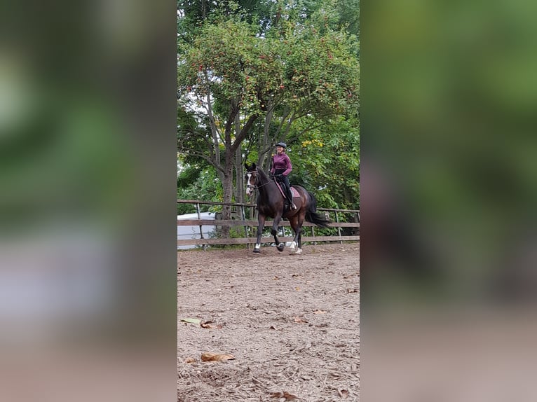 Hannover Giumenta 17 Anni 170 cm Baio scuro in Wahlstorf