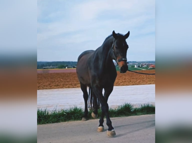 Hannover Giumenta 17 Anni 170 cm Baio scuro in Ditzingen